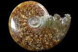 Polished, Agatized Ammonite (Cleoniceras) - Madagascar #73253-1